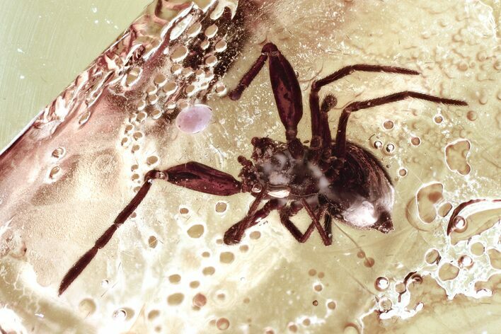 Detailed Fossil Spider (Anapidae) In Baltic Amber #330689